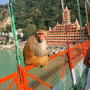 rishikesh taxi service (18)